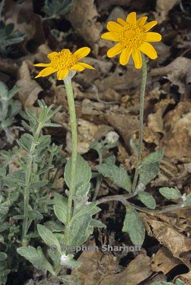 eriophyllum lanatum var croceum 1 graphic